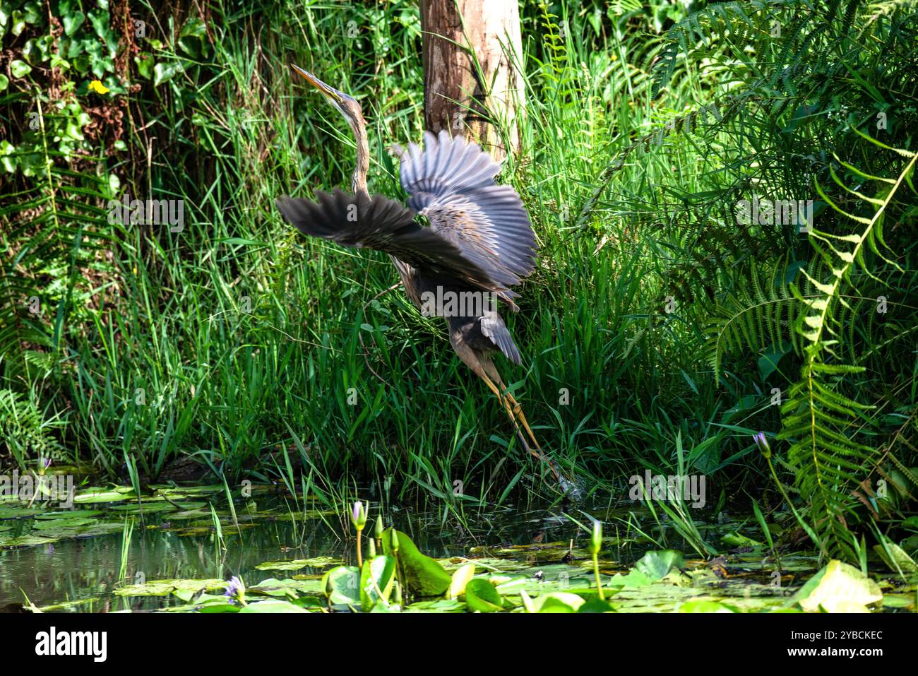PURPURREIHER (Ardea purpurea) - Munyonyo Kampala Uganda Stockfoto