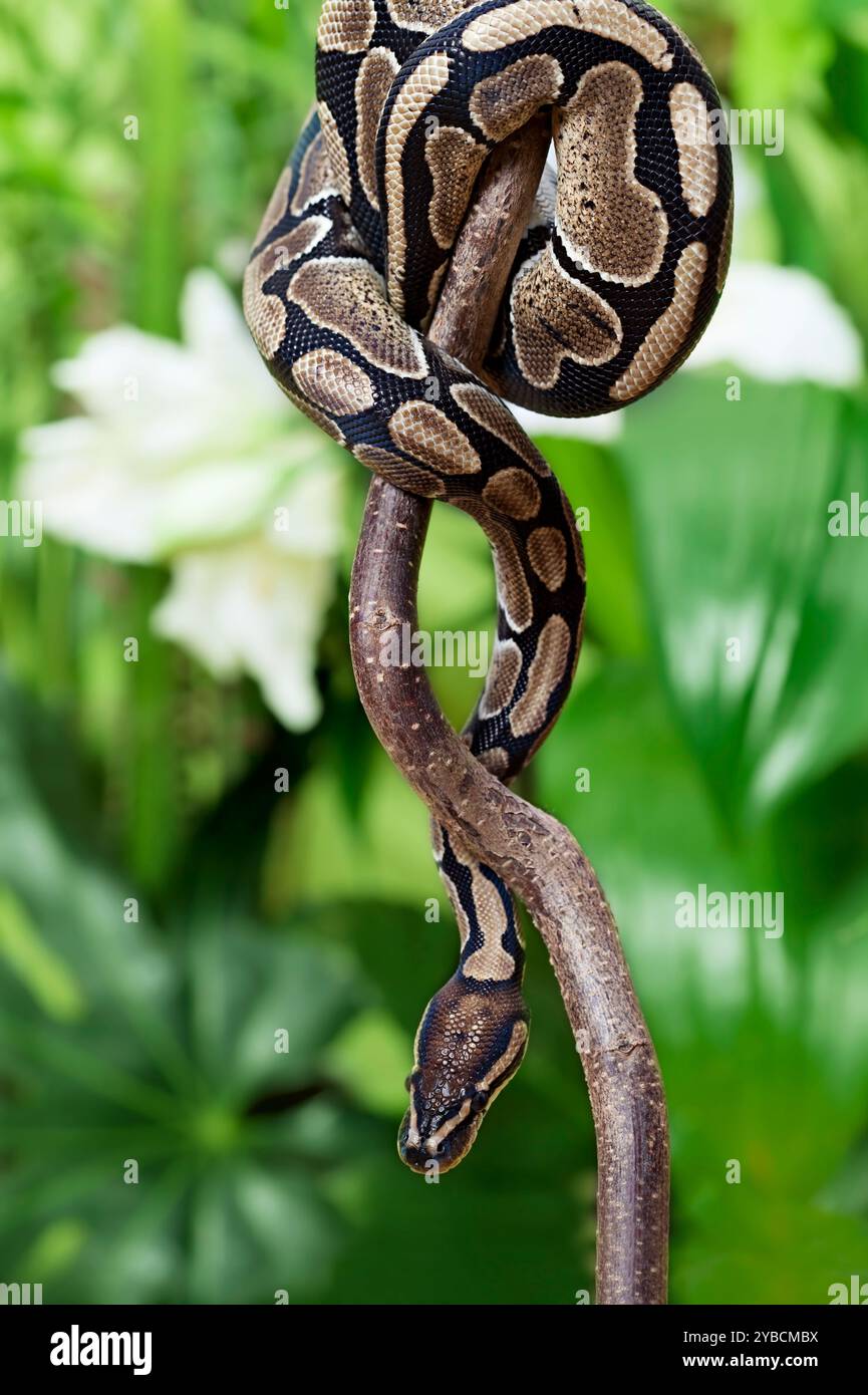 Königliche Python-Schlange kriecht draußen auf einem Holzzweig Stockfoto