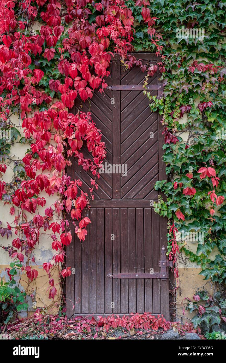 Parthenocissus tricuspidata üppige bunte mehrfarbige Blätter im Herbst Boston Efeu, Traubenelfeu und japanischem Efeu, und auch als japanisches Grusel Stockfoto