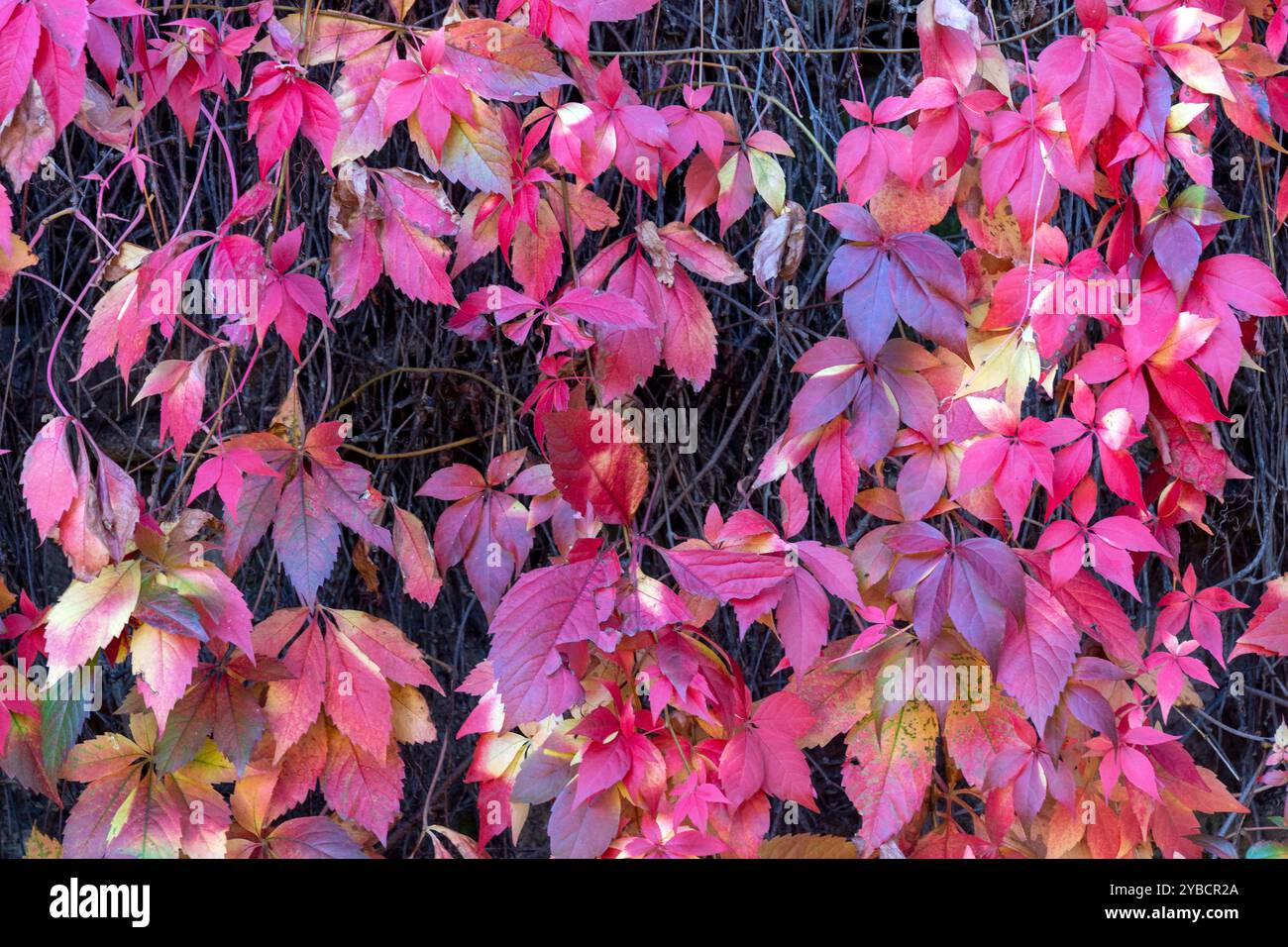 Vollformatshot Im Hintergrund Mit Violetten Blättern Stockfoto