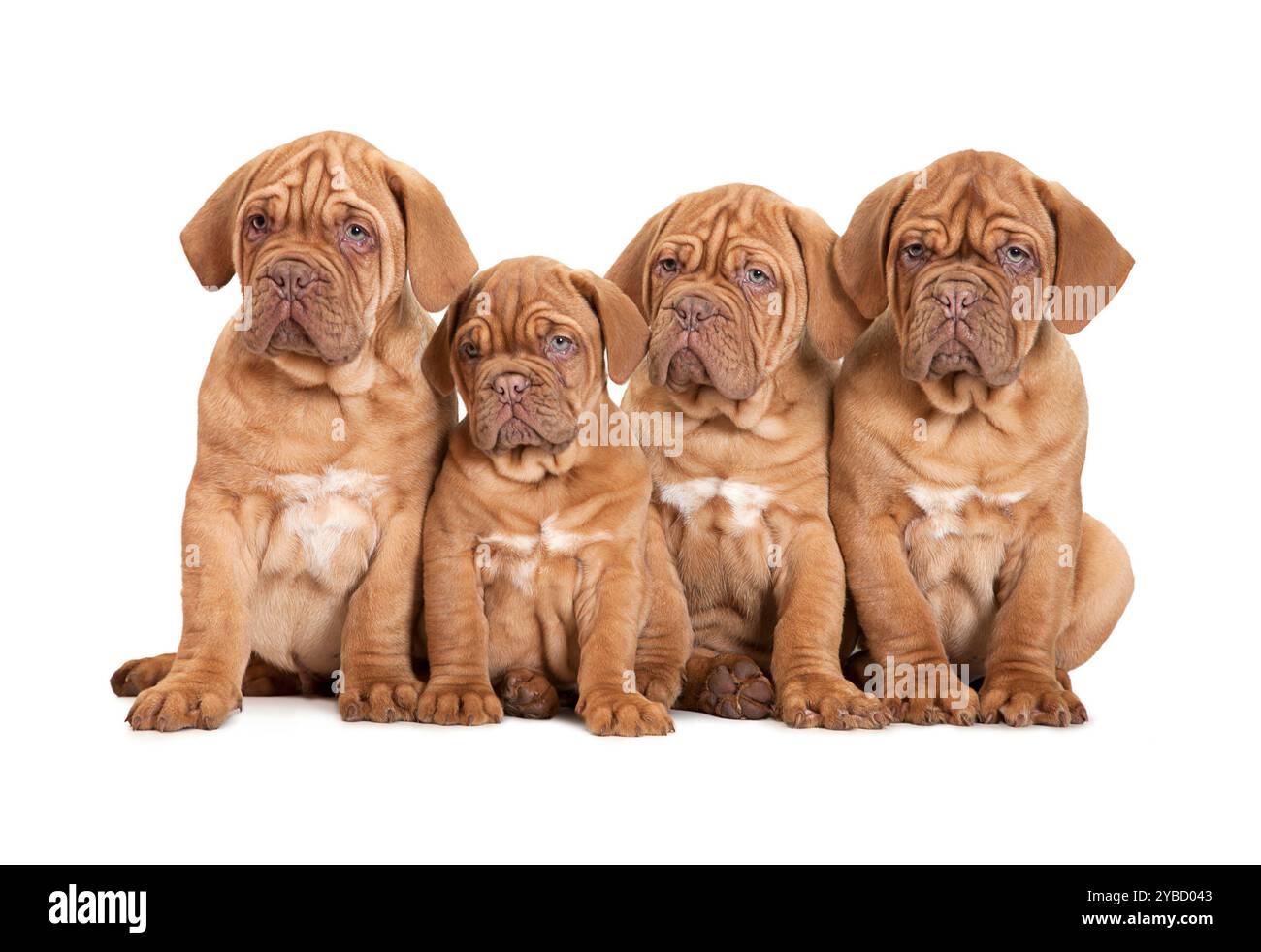 Dogue de Bordeaux, 9 Monate alt, sitzt vor weißem Hintergrund. Stockfoto
