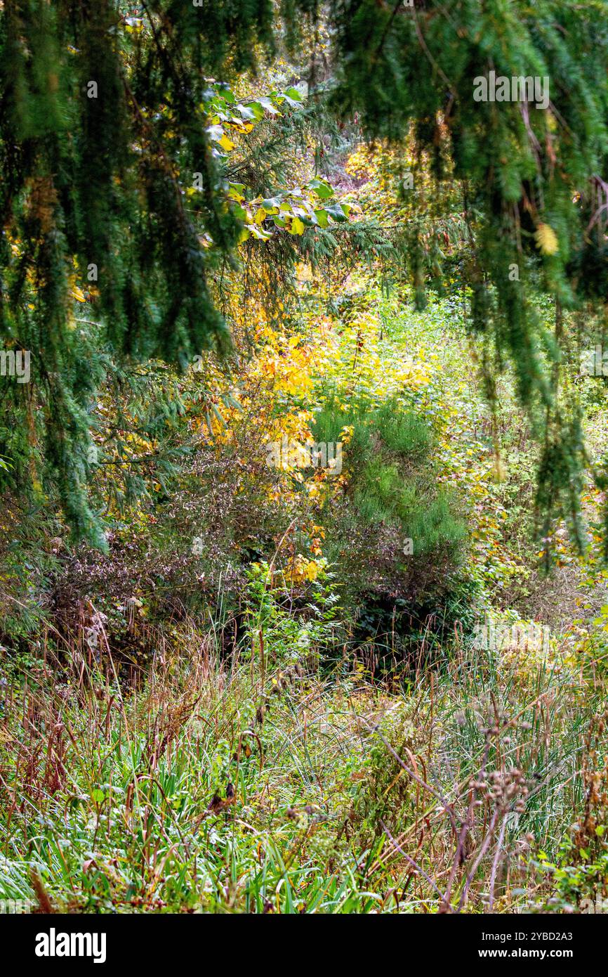 Dundee, Tayside, Schottland, Großbritannien. Oktober 2024. Wetter in Großbritannien: Die Herbstfarben bieten einen atemberaubenden Blick auf den Caird Park; selbst bei bewölktem Wetter zeigt er immer noch eine herrliche Farbpalette der Saison im Dundee Park Wald in Schottland. Quelle: Dundee Photographics/Alamy Live News Stockfoto