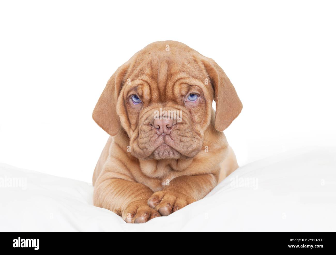 Französischer Mastiff-Welpe liegt auf weißem Kissen, 9 Monate alt. Stockfoto