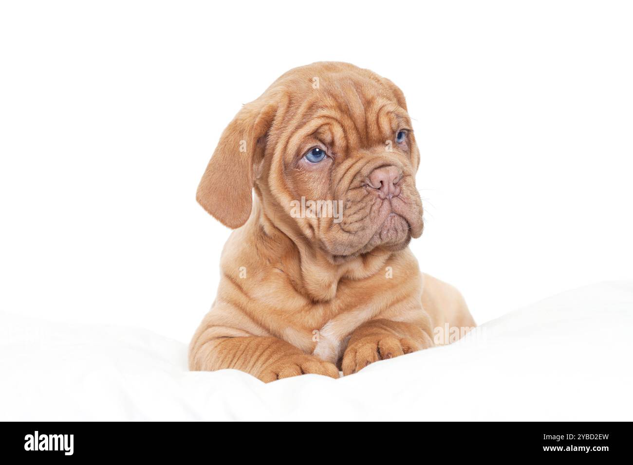 Dogue de Bordeaux, 9 Monate alt, liegt auf weißem Kissen Stockfoto