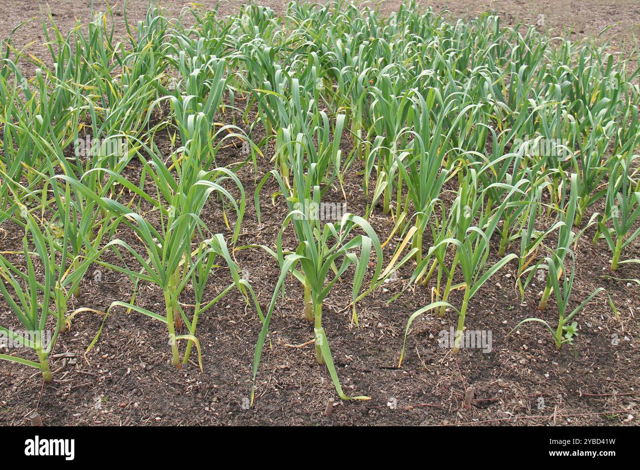Eine Knoblauchpflanze in einem Gemüsegarten. Stockfoto