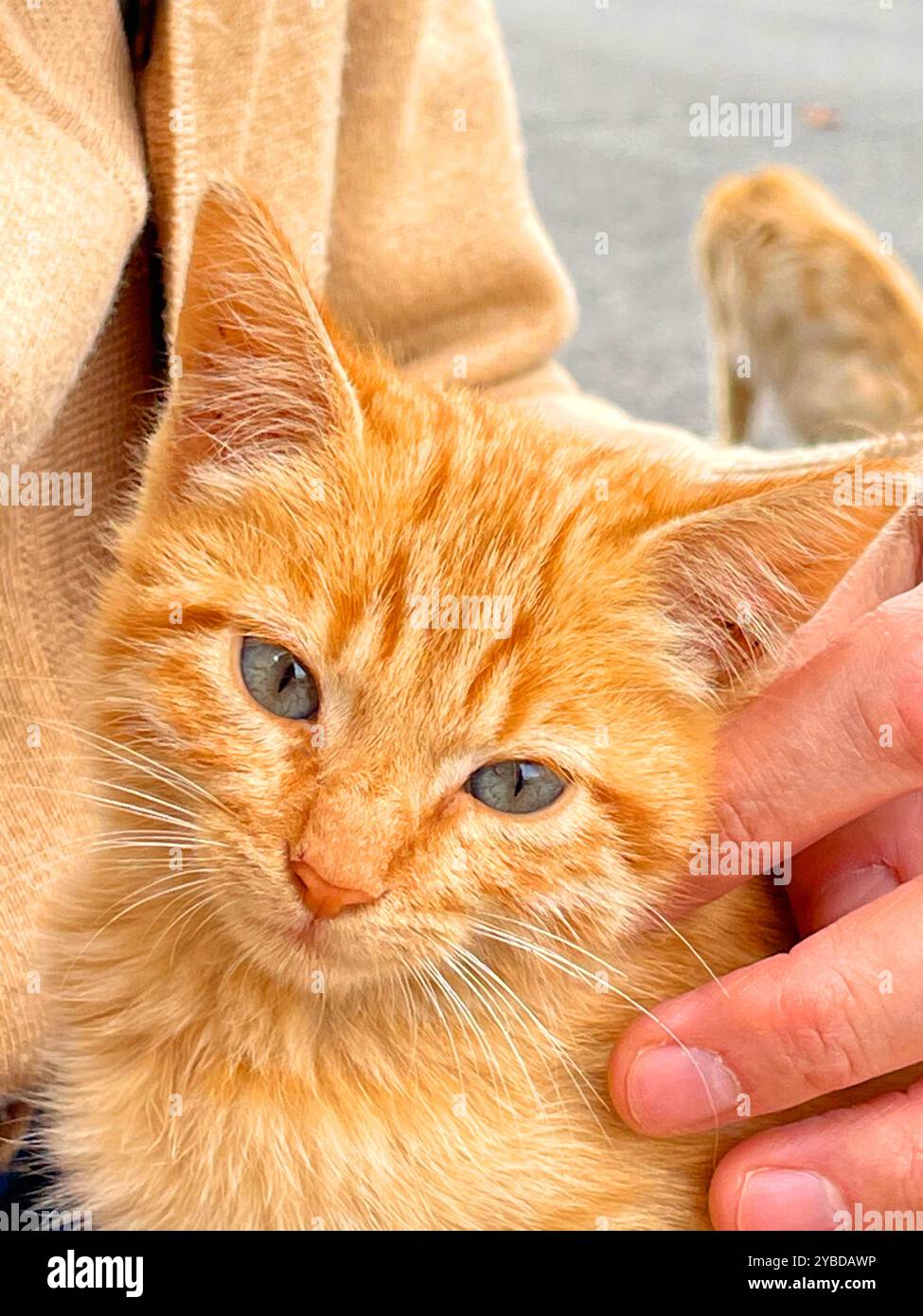 Orangefarbenes Tabby-Kätzchen, Nahansicht. Stockfoto