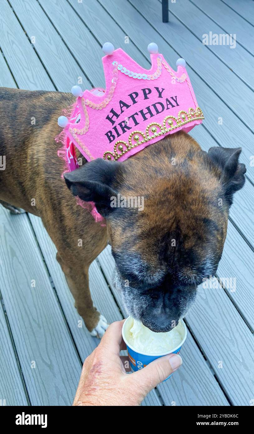 Ein verspielter Hund feiert seinen Geburtstag mit einer Tasse Eis, während er eine festliche Krone trägt. Stockfoto