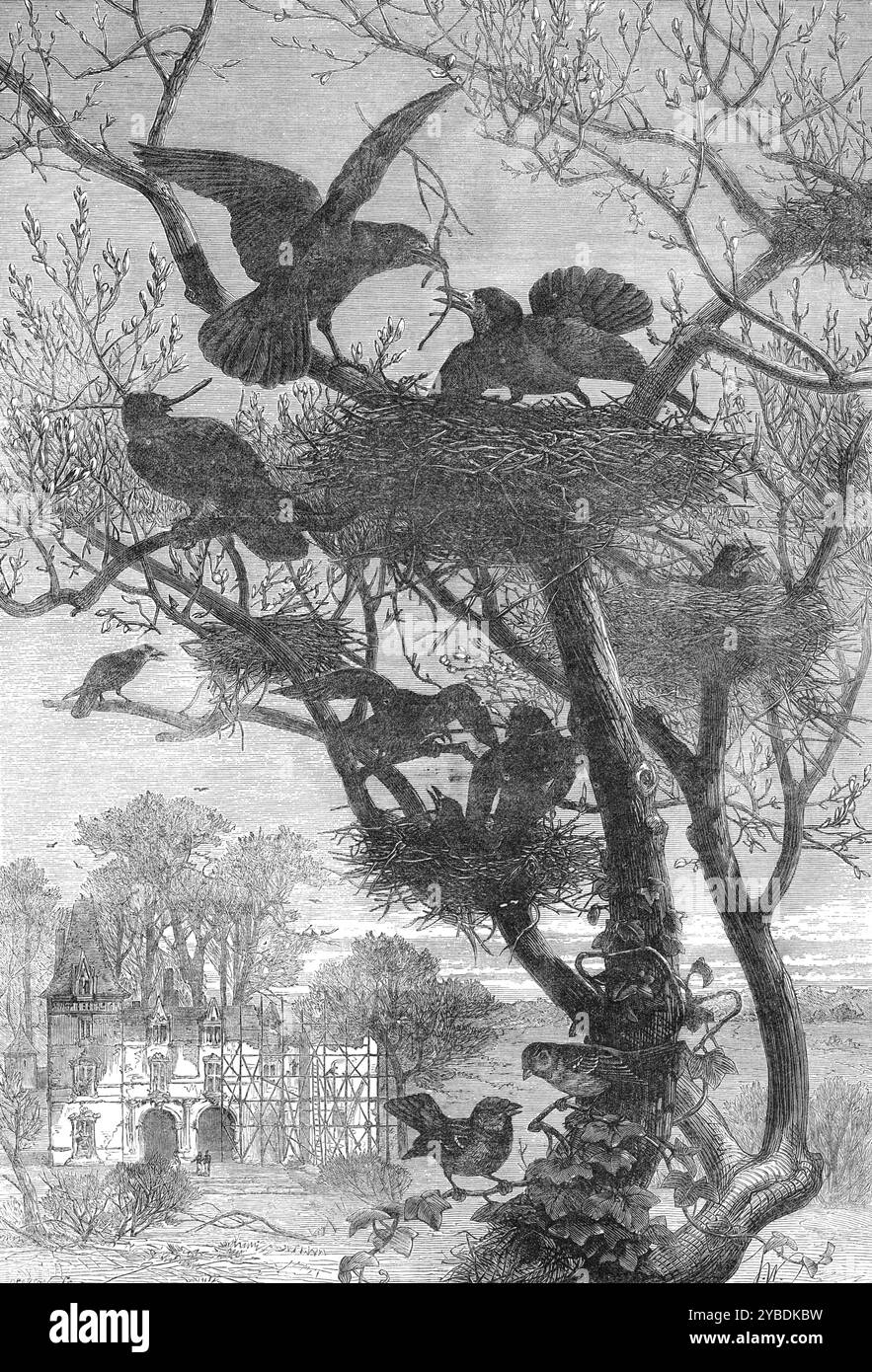 Wiederaufbau, 1871. "Von Einem Mitglied der Rookery... jedes Jahr, nach den Winterstürmen, müssen wir unsere Nester erneuern. Zu dem Zeitpunkt, als wir Stöcke zu unserem hohen Haus tragen, werden wir von den beschäftigten Maurern auf dem Gerüst gestört. Sowohl Männer als auch Vögel arbeiten an der gleichen Arbeit, an dem Wiederaufbau. Aber ich sage, warum können Männer nicht in glücklichen und friedlichen Gemeinschaften leben, wie wir Roots? Ah! Da ist ein schroffer Landsmann mit einem meiner Zweige. Möge er ein Turmknäuel sein! Leider! Ich fürchte, es gibt in allen Gesellschaften Bösewichte. Krähe! Krähe!“ Aus Illustrated London News, 1871. Stockfoto