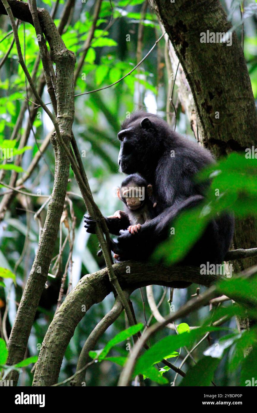 Baby Yaki oder Sulawesi Black Monkey (Macaca Nigra) in den Armen seiner Mutter im Tangkoko National Park. Stockfoto