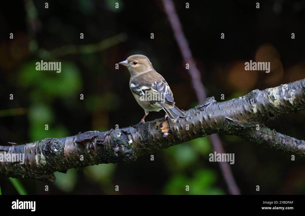Weibliche Buchfink (Fringilla coelebs) Stockfoto