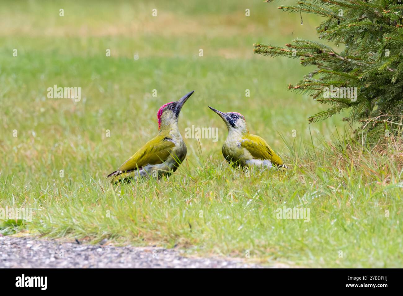 Nahaufnahme von zwei aufmerksamen, nach oben gerichteten Köpfen mit scharfen Schnäbeln Grüner Spechte, Picus viridis, Schnabel zu Schnabel auf dem Grasfeld Stockfoto