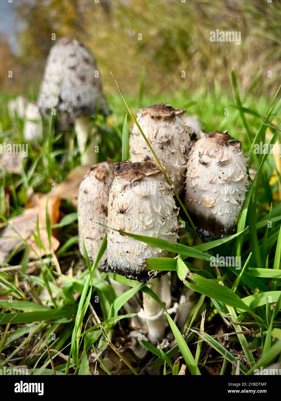 Shaggy Mane Pilze (Coprinus comatus) wachsen im Gras in Smithers, British Columbia, und zeigen ihre einzigartige Textur und natürliche herbstliche Schönheit - Smartphone-aufgenommenes Stockfoto