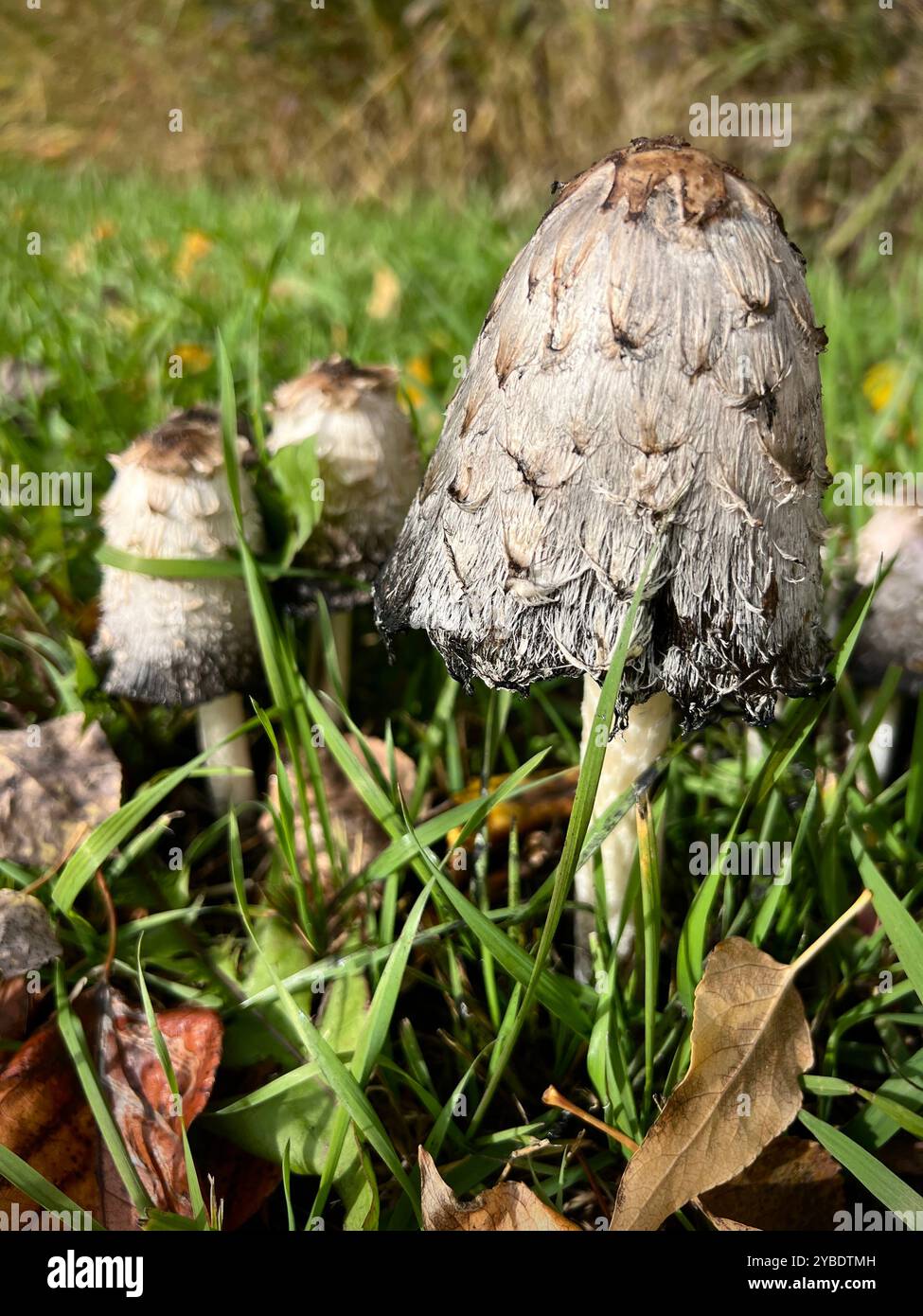Shaggy Mane Pilze (Coprinus comatus) wachsen im Gras in Smithers, British Columbia, und zeigen ihre einzigartige Textur und natürliche herbstliche Schönheit - Smartphone-aufgenommenes Stockfoto