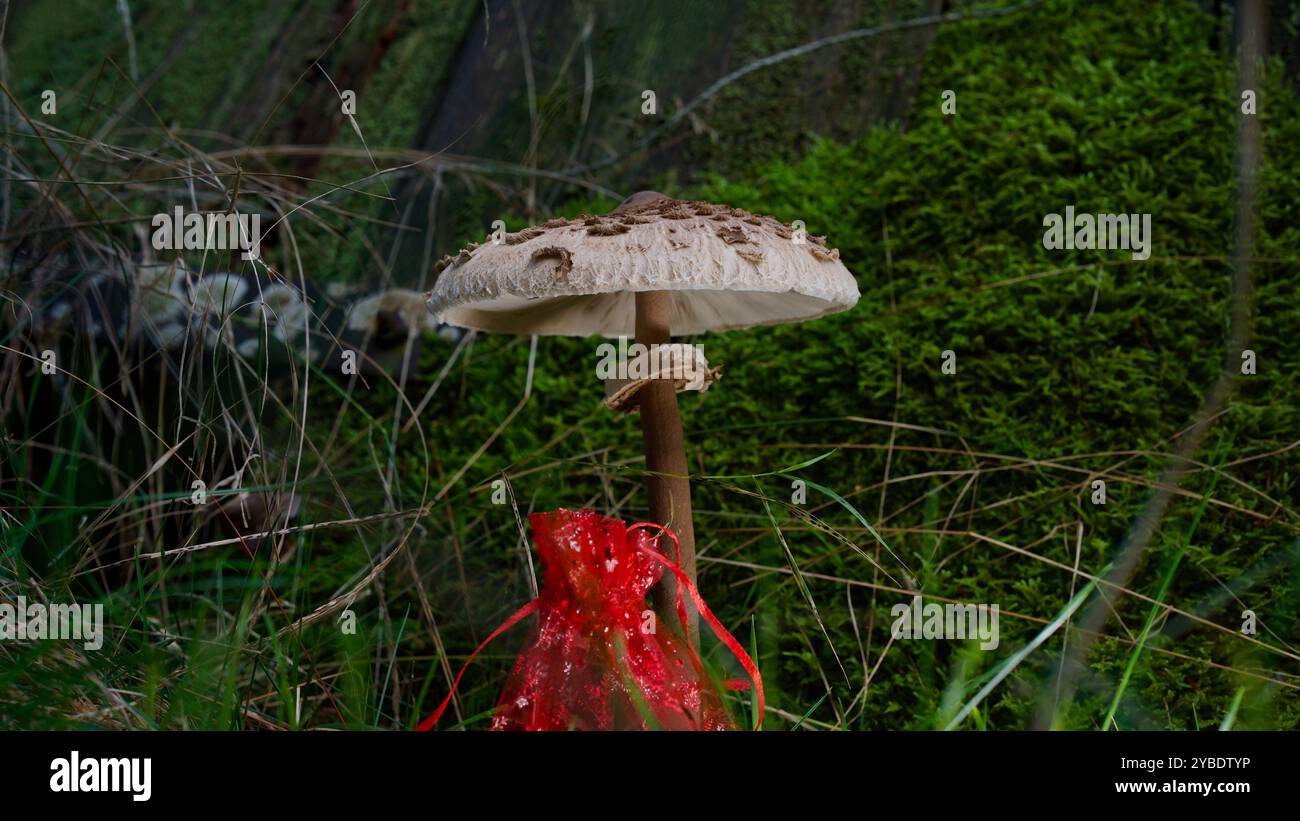 Ein Pilz auf moosigem Boden. Stockfoto