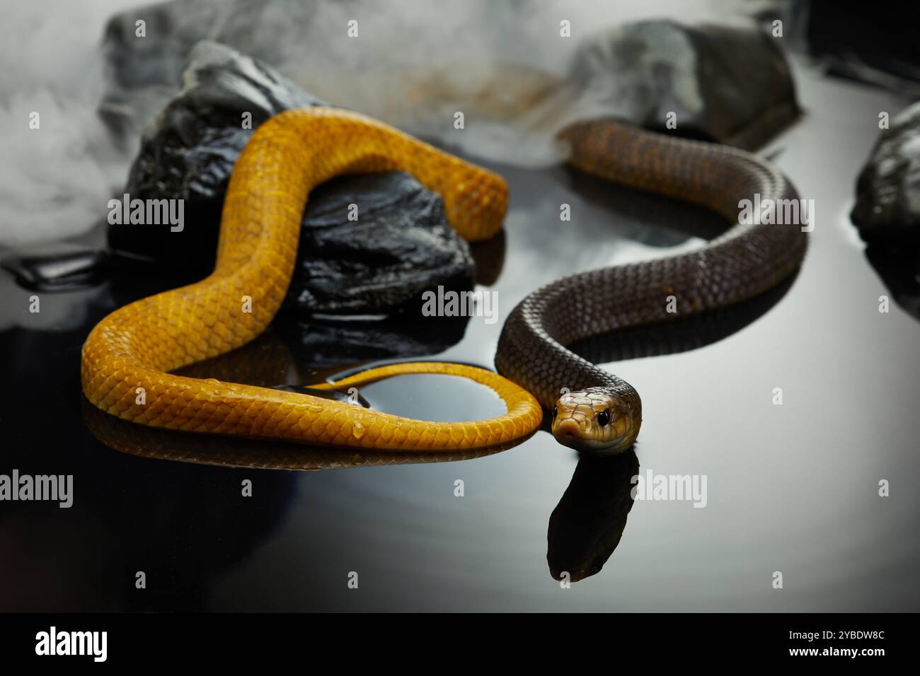 Zwei Schlangen sind auf einem Felsen in der Nähe des Wasserrandes ineinander verflochten, ihre kontrastierenden Farben schaffen ein eindrucksvolles Bild. Stockfoto