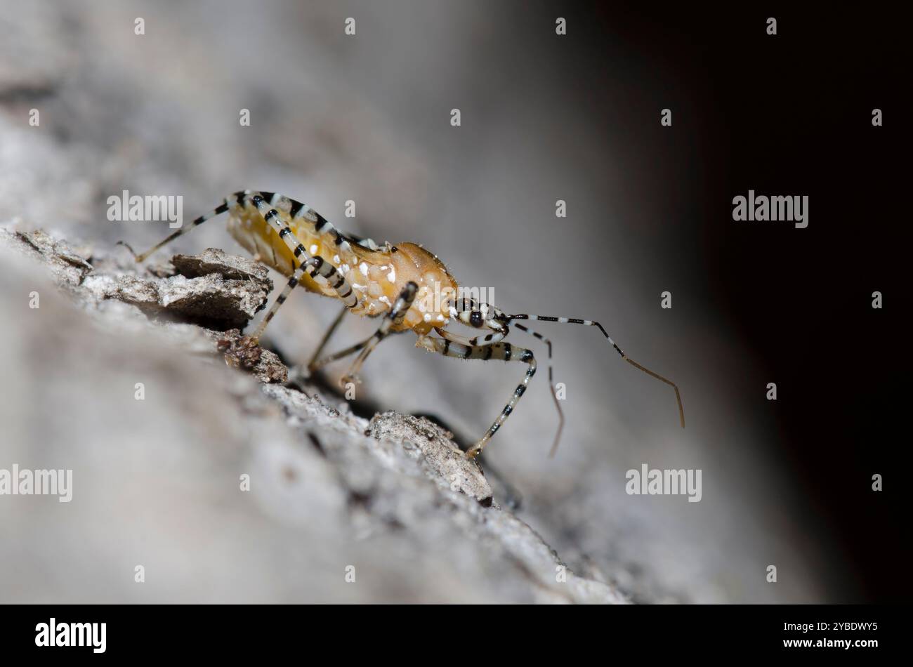Assassin Bug, Pselliopus sp. Stockfoto