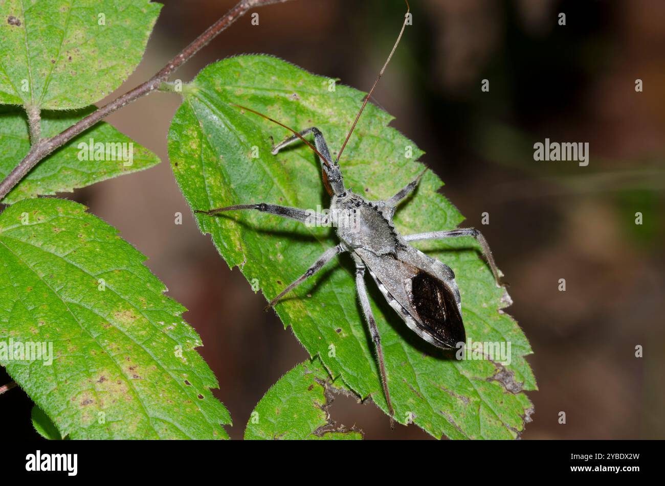 Rad Bug, Arilus cristatus Stockfoto