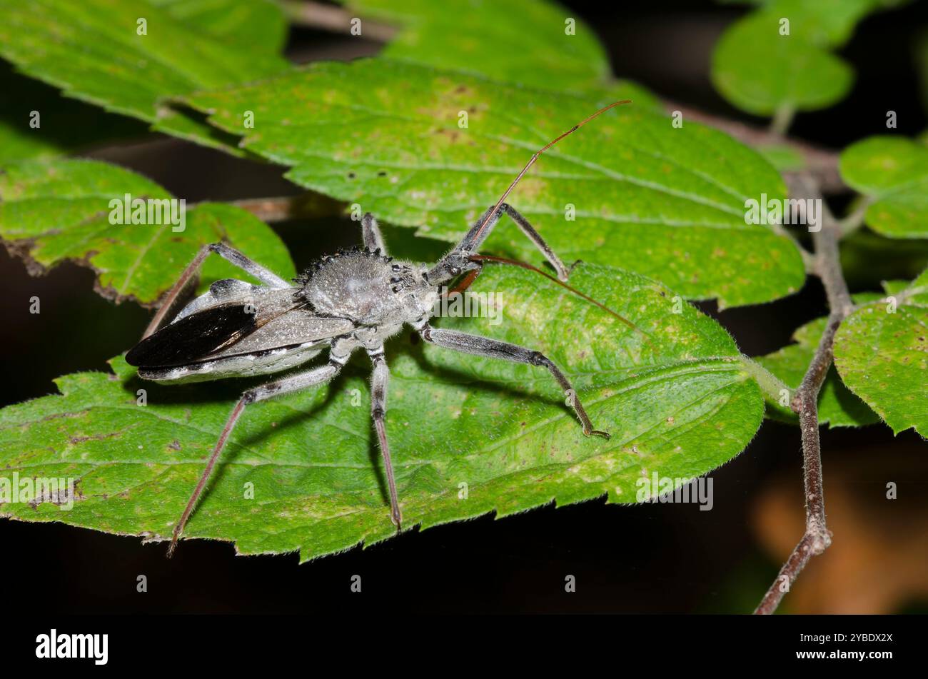 Rad Bug, Arilus cristatus Stockfoto