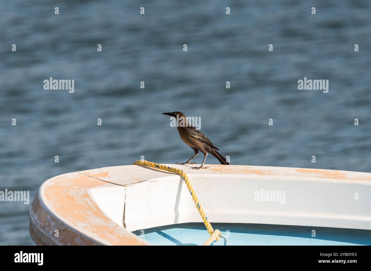 Hochschwanzgrackle (Quiscalus mexicanus) auf einem Boot in Sumidero, Chiapas State, Mexiko Stockfoto