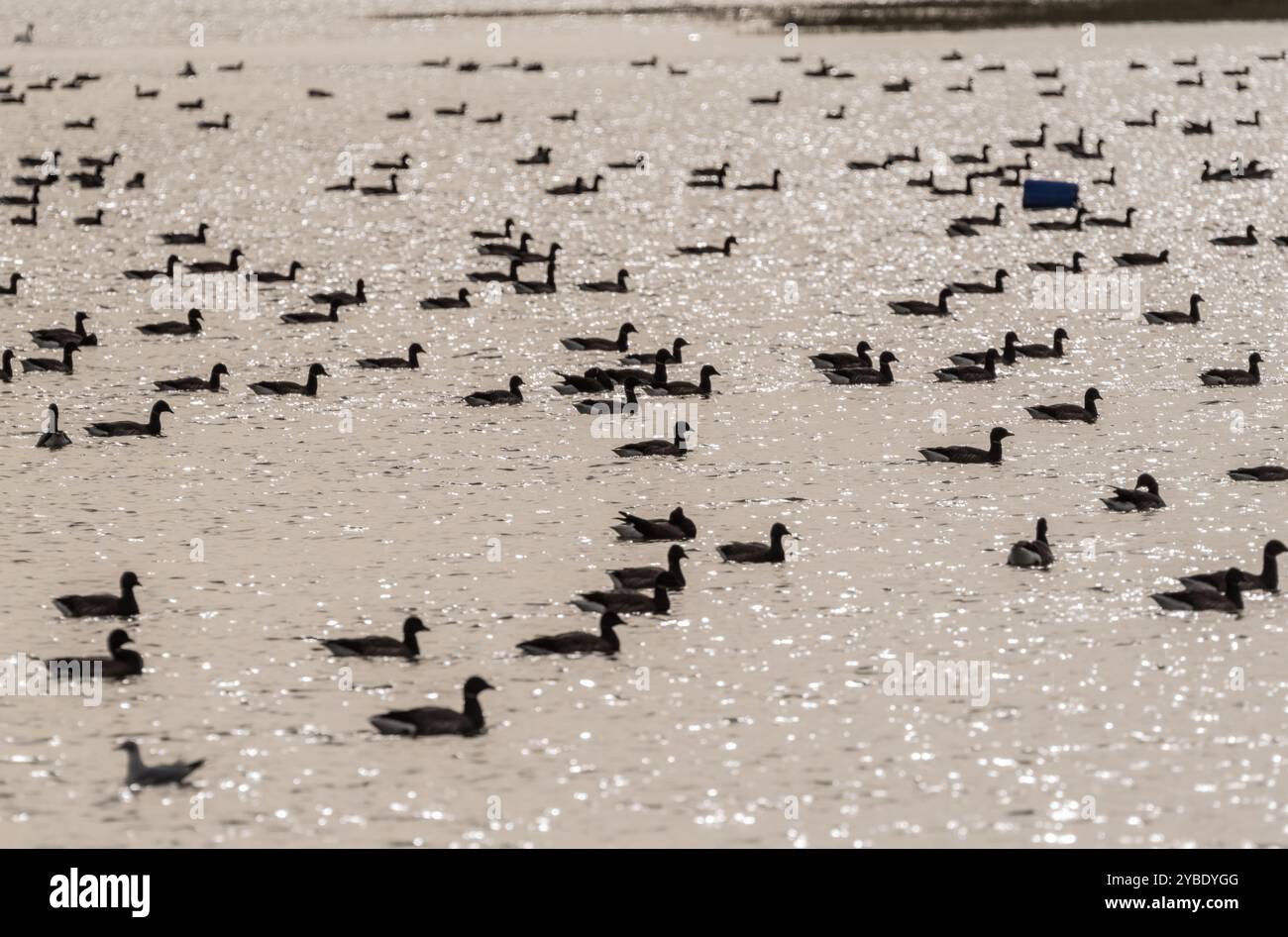 Schar schwimmender Brent-Gänse (Branta bernicla) in Leigh on Sea, Essex Stockfoto