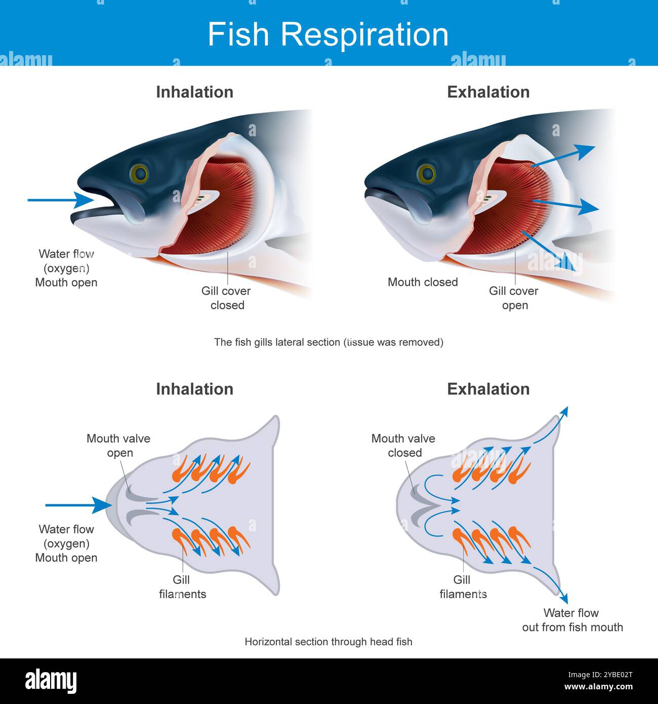 Struktur Der Fischkiemen. Fischkiemen sind Organe, die es den Fischen ermöglichen, unter Wasser zu atmen. Stockfoto