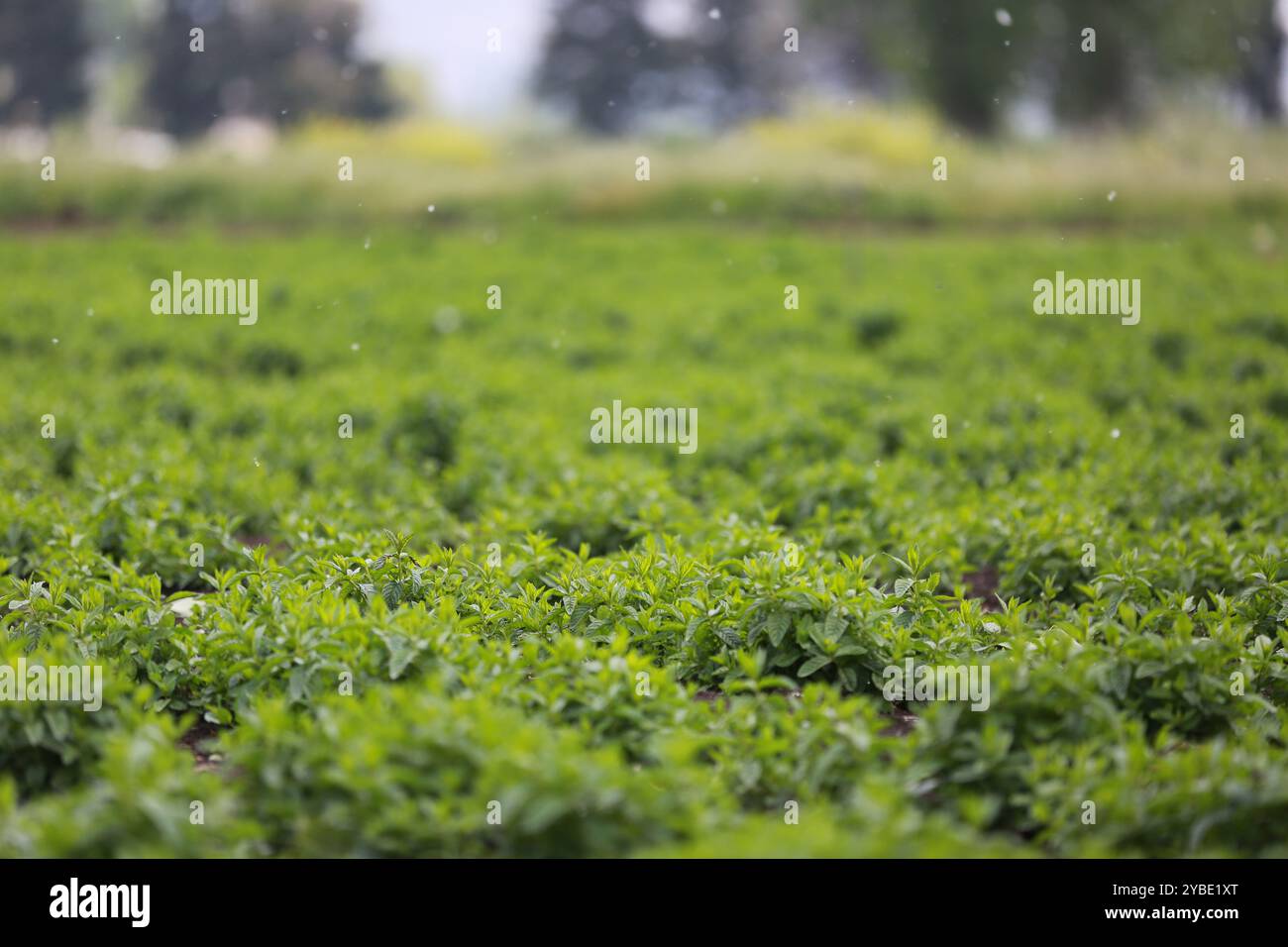 Fresh Green Mint Field im fruchtbaren Bekaa Valley, Libanon – Eine üppige Landschaft mit aromatischen Kräutern und nachhaltiger Landwirtschaft Stockfoto