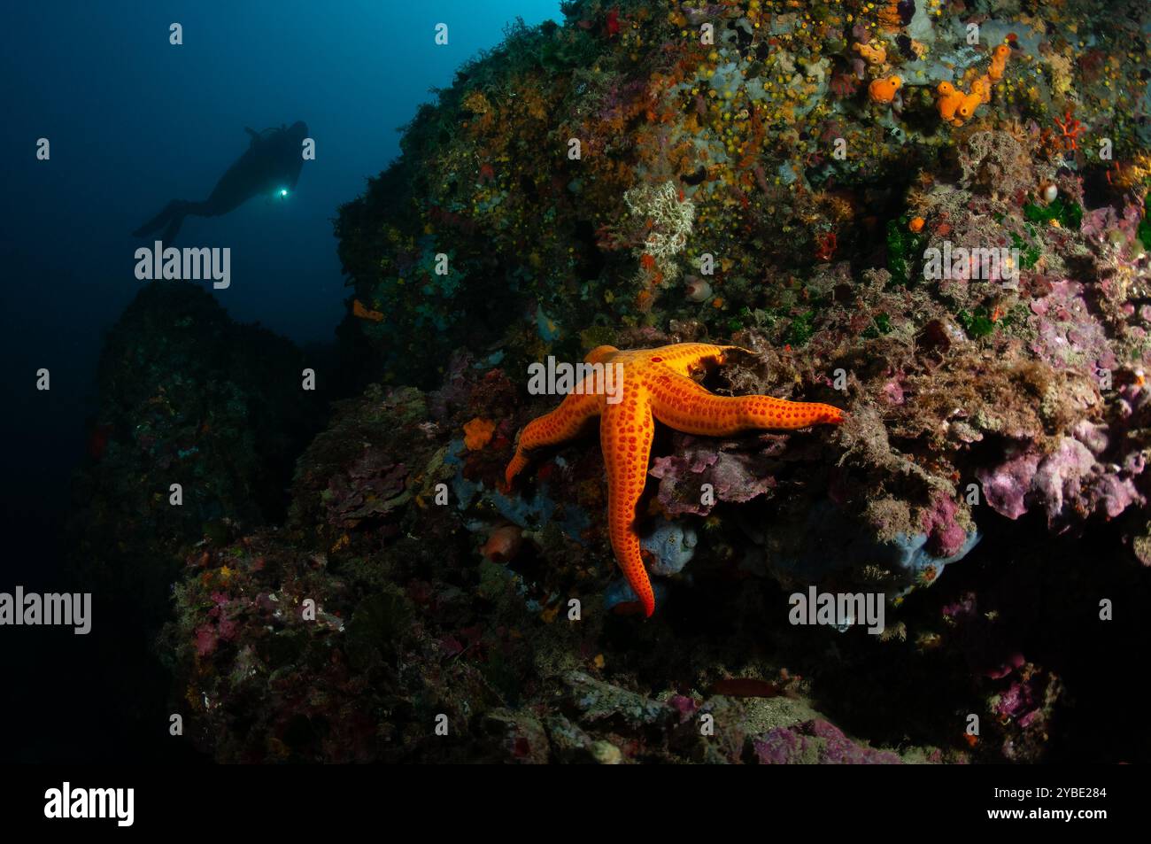 Orangefarbener Meeresstern, Hacelia attenuata, und ein Taucher im Hintergrund, Meeresboden, Cadaques, Costa Brava, Katalonien, Spanien Stockfoto