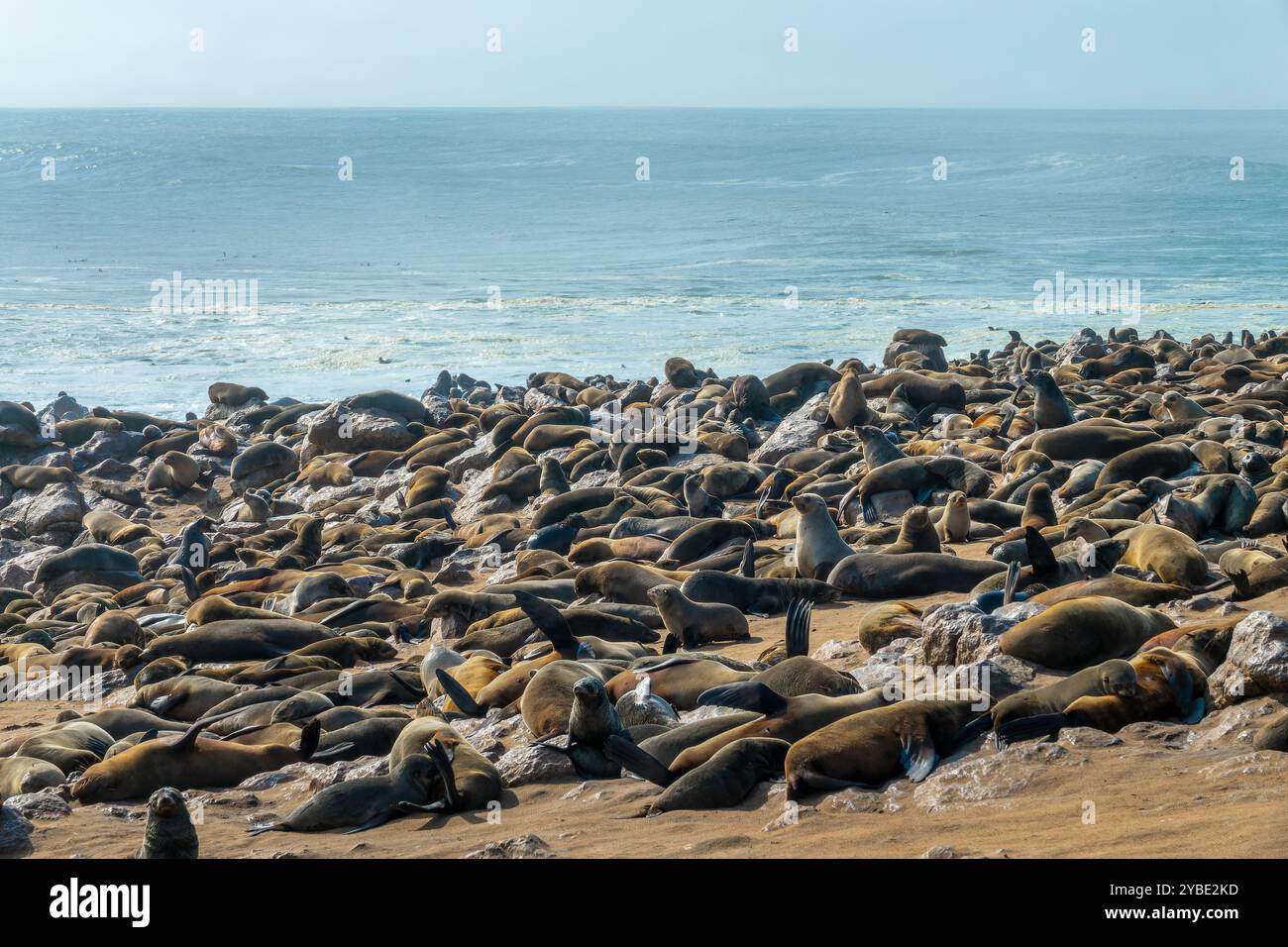 Seehunde am Strand des Cape Cross Seal Reserve in der Nähe von Swakopmund, Namibia, Afrika Stockfoto