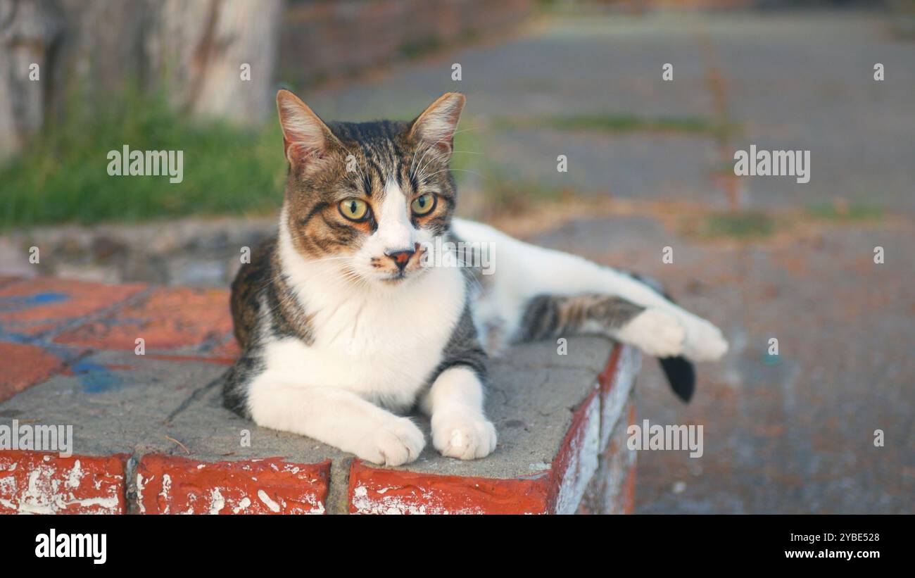 Eine Katze liegt auf einem Ziegelvorsprung. Die Katze ist weiß und schwarz. Die Katze liegt auf dem Felsvorsprung mit den Pfoten auf dem Boden. Stockfoto