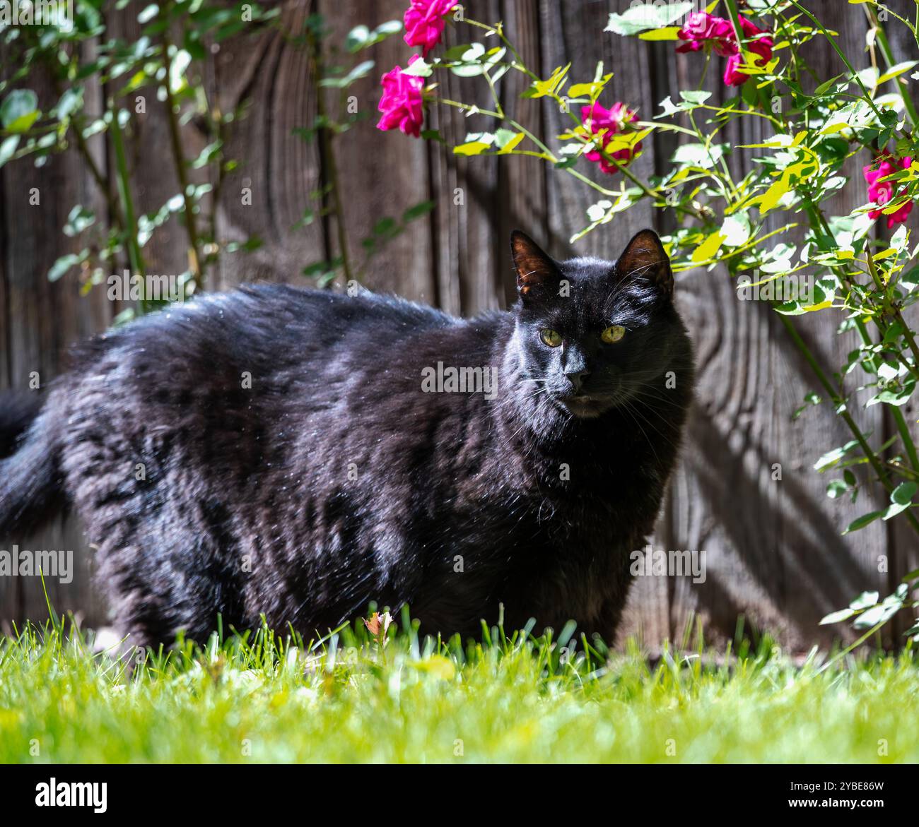Eine schwarze Katze, die an einem sonnigen Tag durch den Garten schlendert, mit bunten Rosen im Hintergrund. Stockfoto
