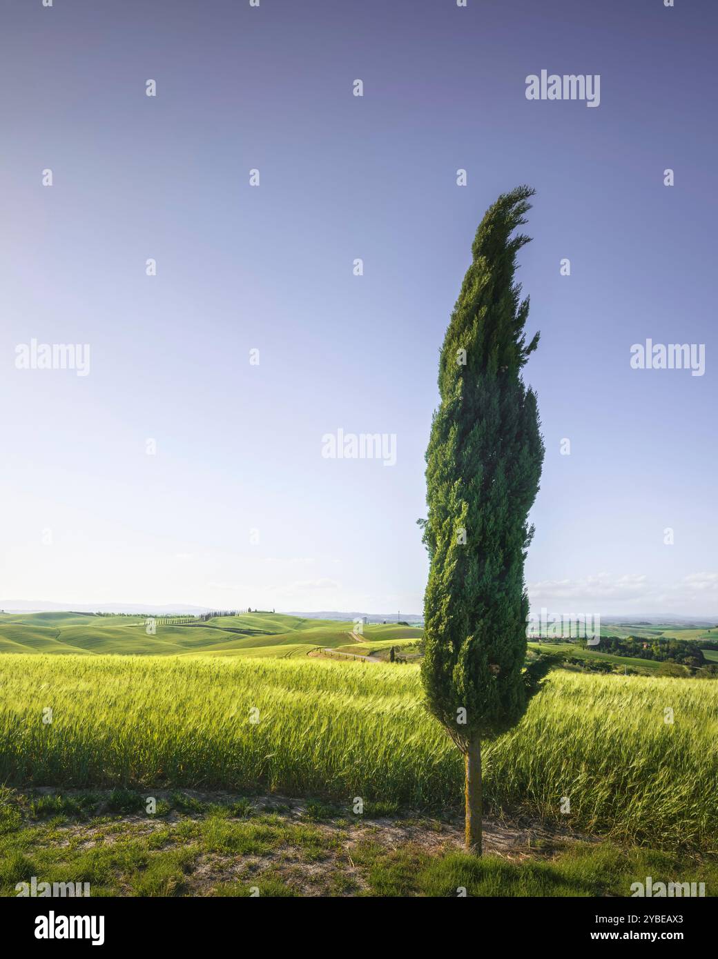 Monteroni d'Arbia, Zypressen- und Weizenfeld entlang der Route der Via Francigena. Provinz Siena, Toskana. Italien, Europa. Stockfoto