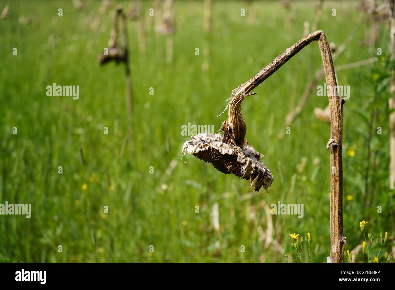 Tote Sonnenblume auf dem grünen Feld in Hollola, Finnland Stockfoto
