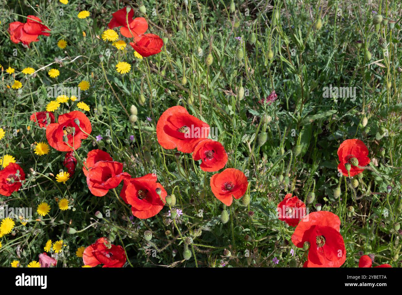 Mohn und andere Wildblumen, die entlang des Camino Trail in nordspanien wachsen Stockfoto