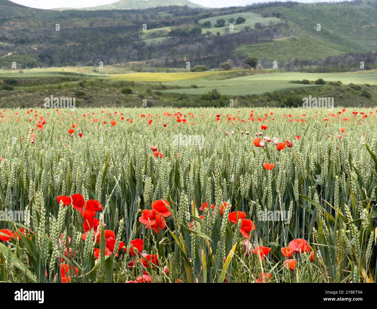 Rote Mohnblumen auf einem Gerstenfeld in spanien Stockfoto