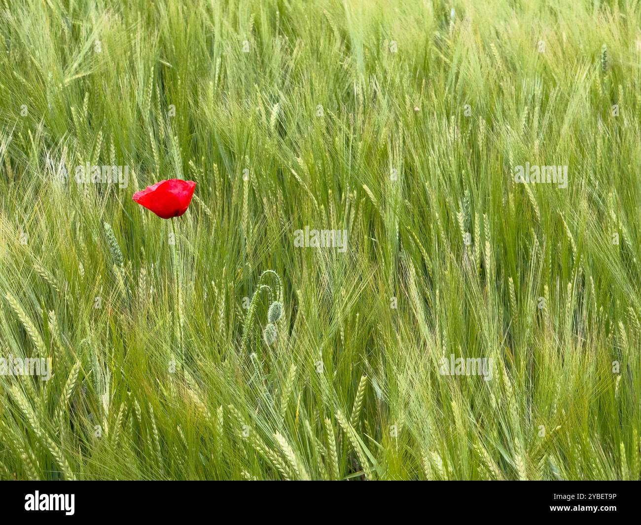 Ein einzelner roter Mohn links im Bild auf einem Weizenfeld in spanien Stockfoto