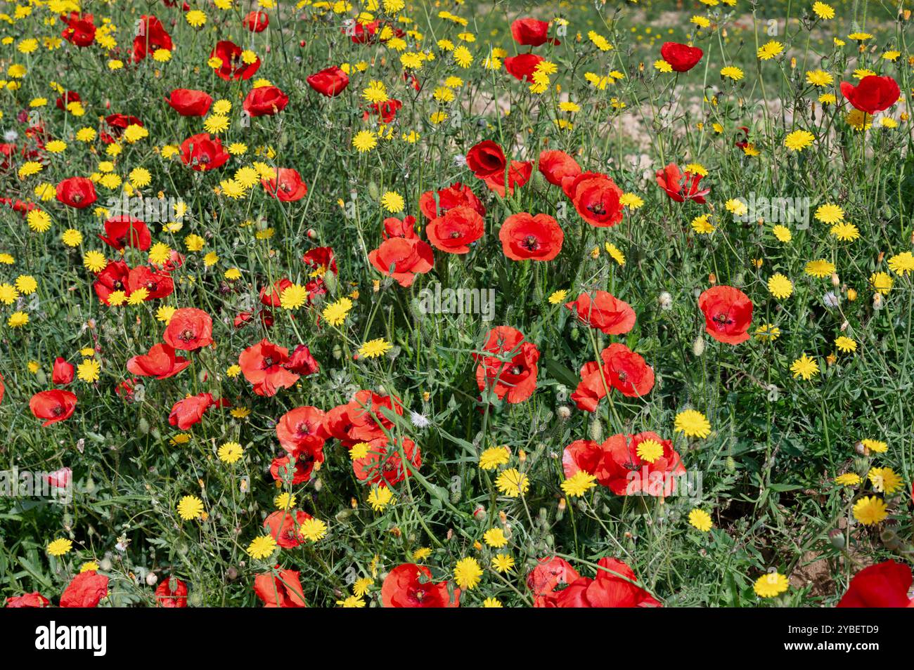 Mohn und andere Wildblumen, die entlang des Camino Trail in nordspanien wachsen Stockfoto