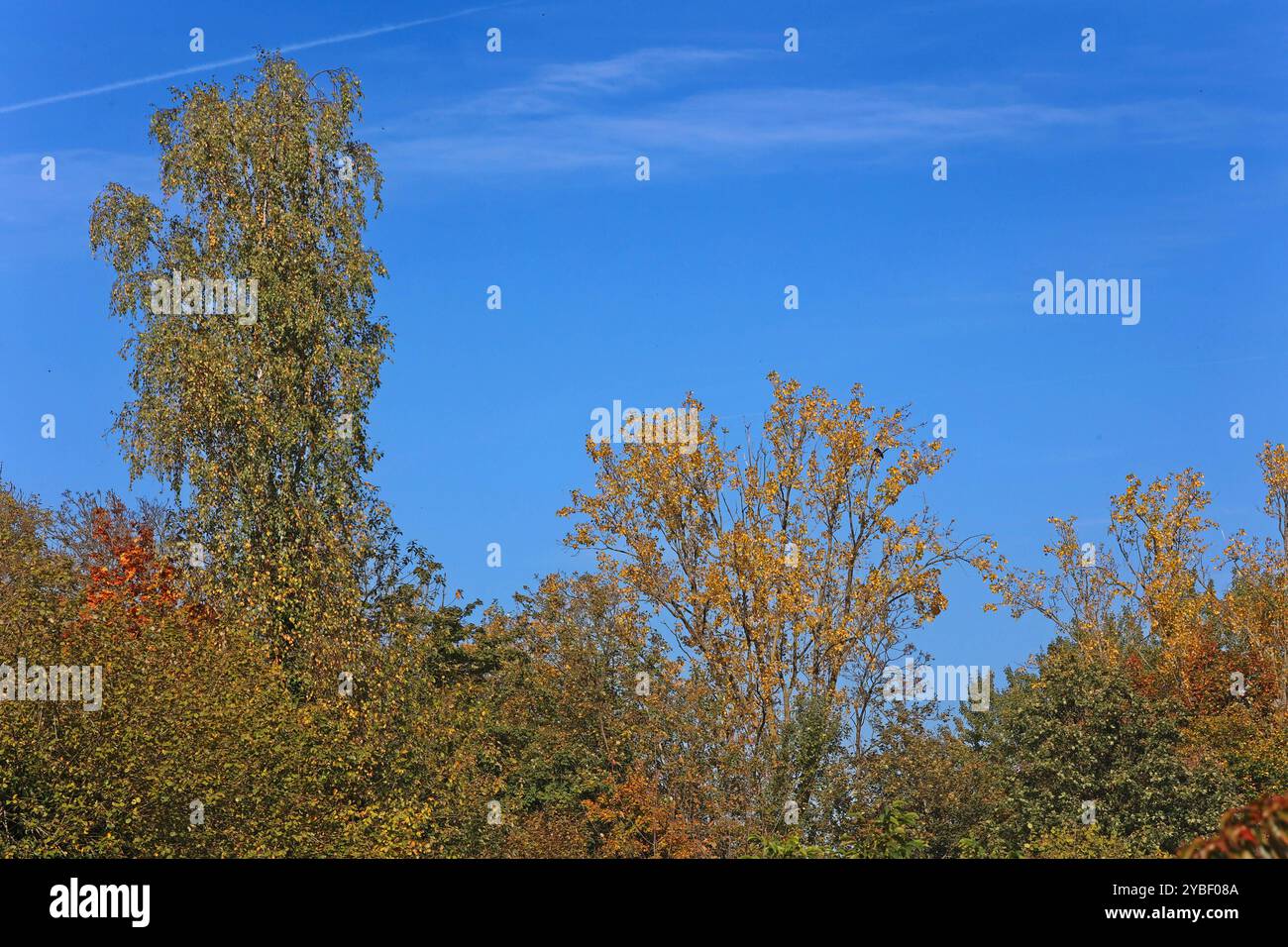 Wildwachsende Laubbäume im Herbst der Wildwuchs unterschiedlicher Laubbäume leuchtet im Herbst mit verschiedenen Farbtönen. Hier zeigen sich Pappeln, Bergahorn und Birken als dominanter Bewuchs der Landschaft. Essen Nordrhein-Westfalen Deutschland Ruhrtal *** wilde Laubbäume im Herbst das wilde Wachstum verschiedener Laubbäume leuchtet im Herbst mit unterschiedlichen Farbtönen hier sind Pappeln, Platanen und Birken die dominierende Vegetation in der Landschaft Essen Nordrhein-Westfalen Deutschland Ruhrtal Stockfoto