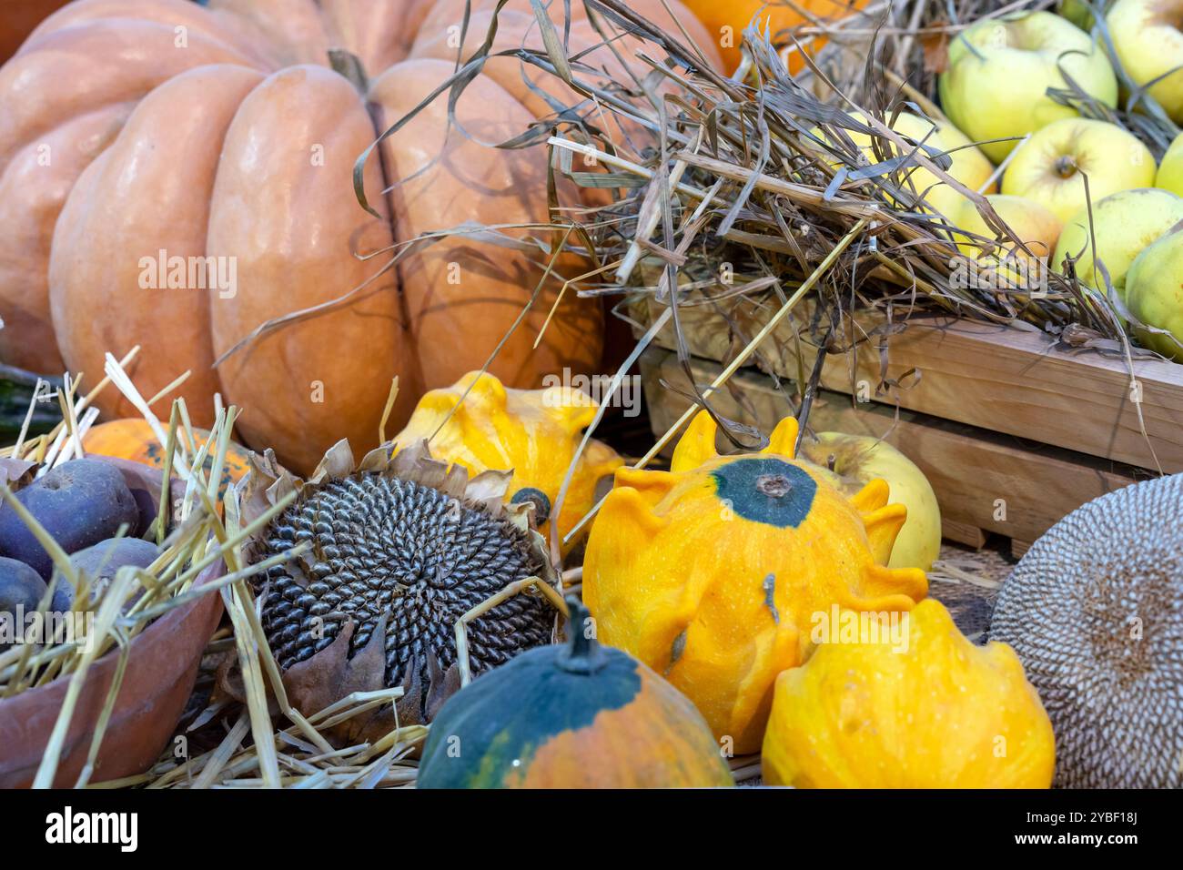 Dekorative Kürbisse in einer Komposition mit einer Sonnenblume. Stockfoto