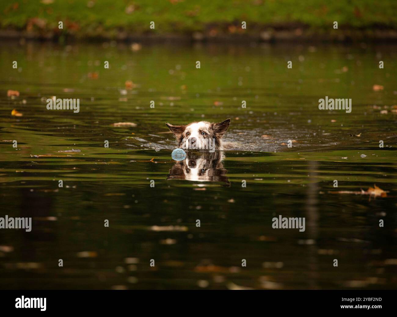 Herbstszenen im Euromast Park, Rotterdam, Niederlande Ein Hund spielt mit einem Ball im Teich im Euromast Park, umgeben von bunten Herbstblättern, Rotterdam, Niederlande am 18. Oktober 2024. Rotterdam Niederlande Copyright: XMatrixxImagesx/xHedayatullahxAmidx Stockfoto