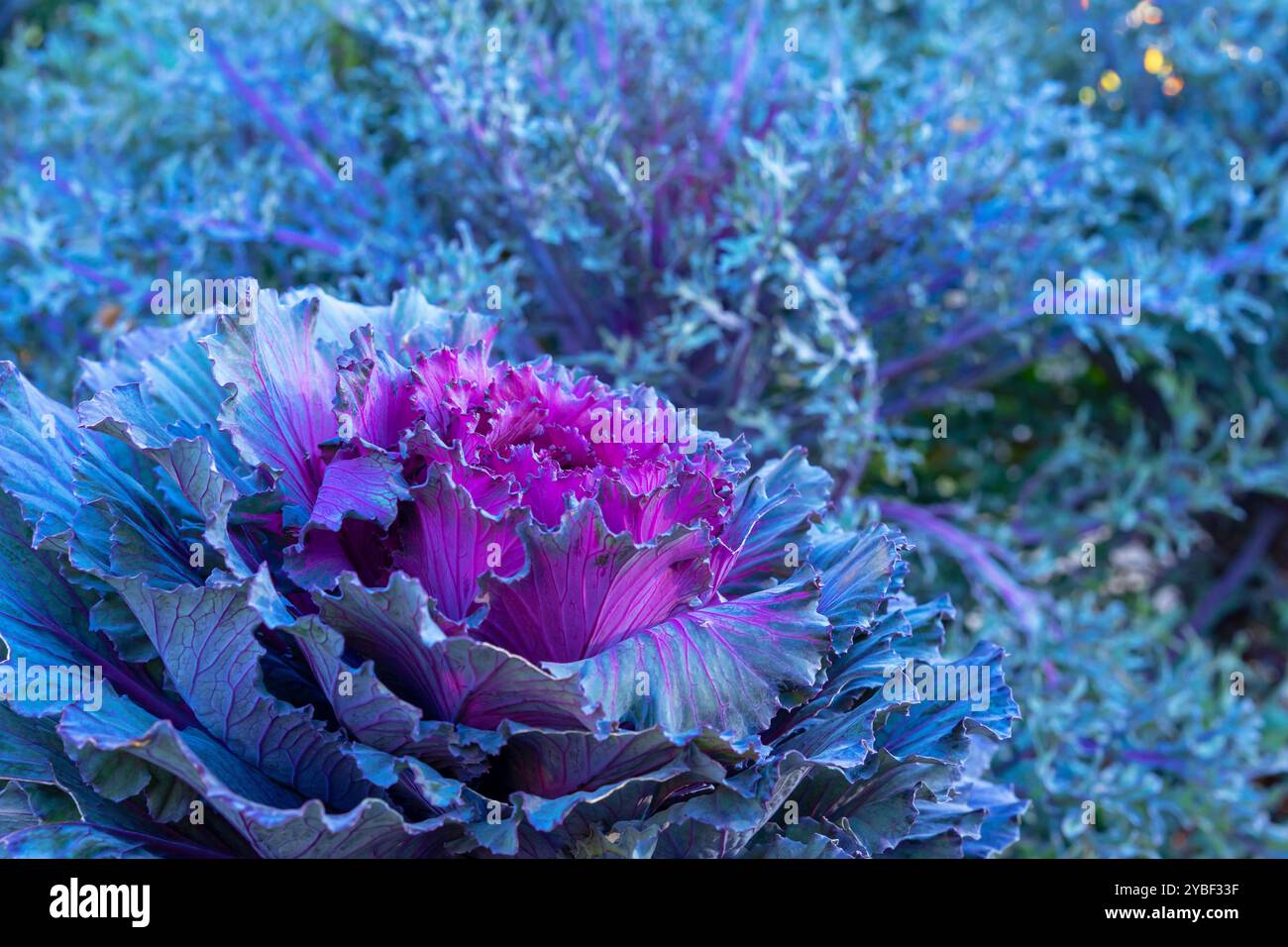 Zierkohl, Zierkohl, blühender Grünkohl in einem Herbstgarten. Stockfoto