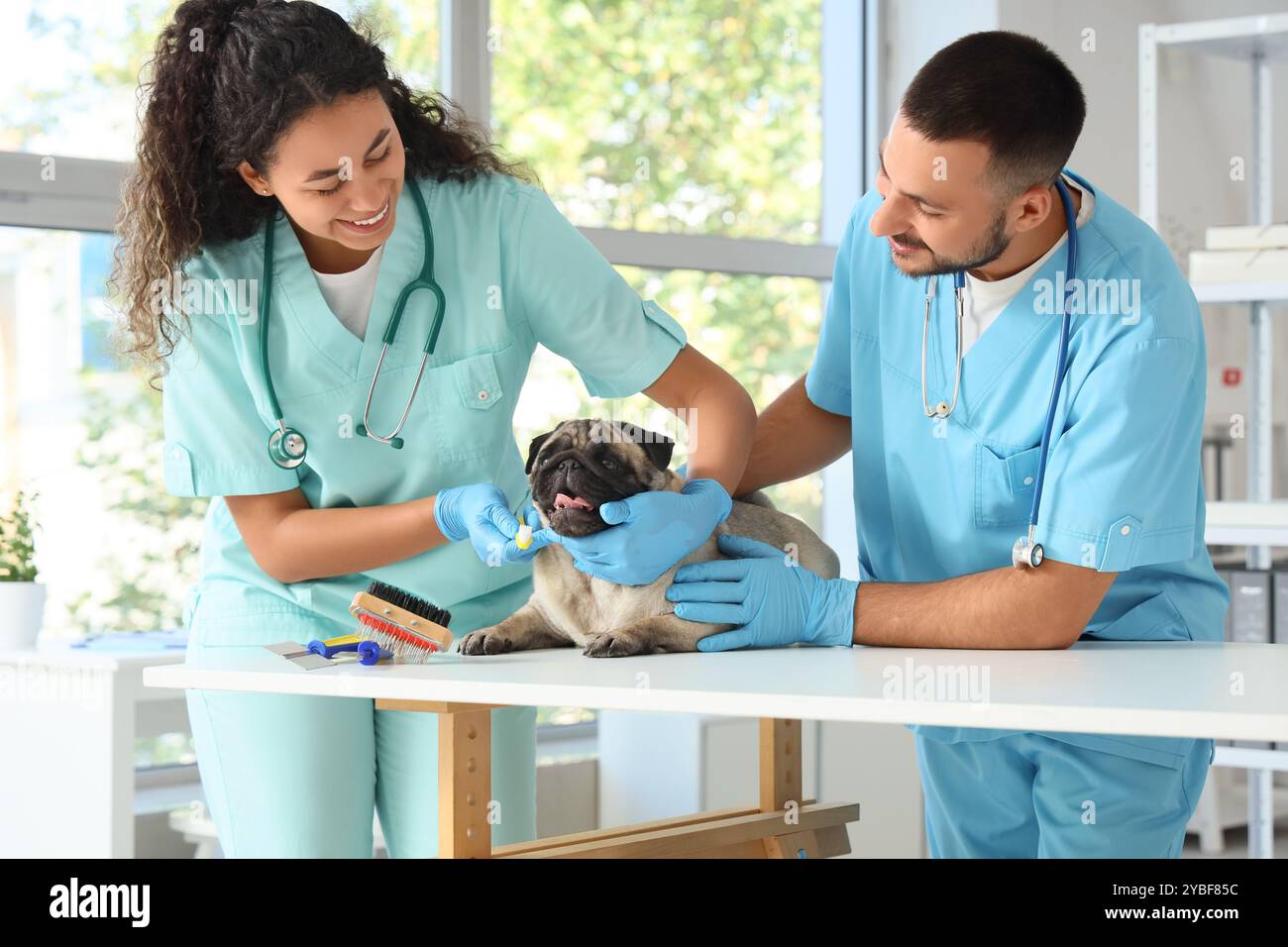 Junge Tierärzte putzen Mops-Hundezähne in der Klinik Stockfoto