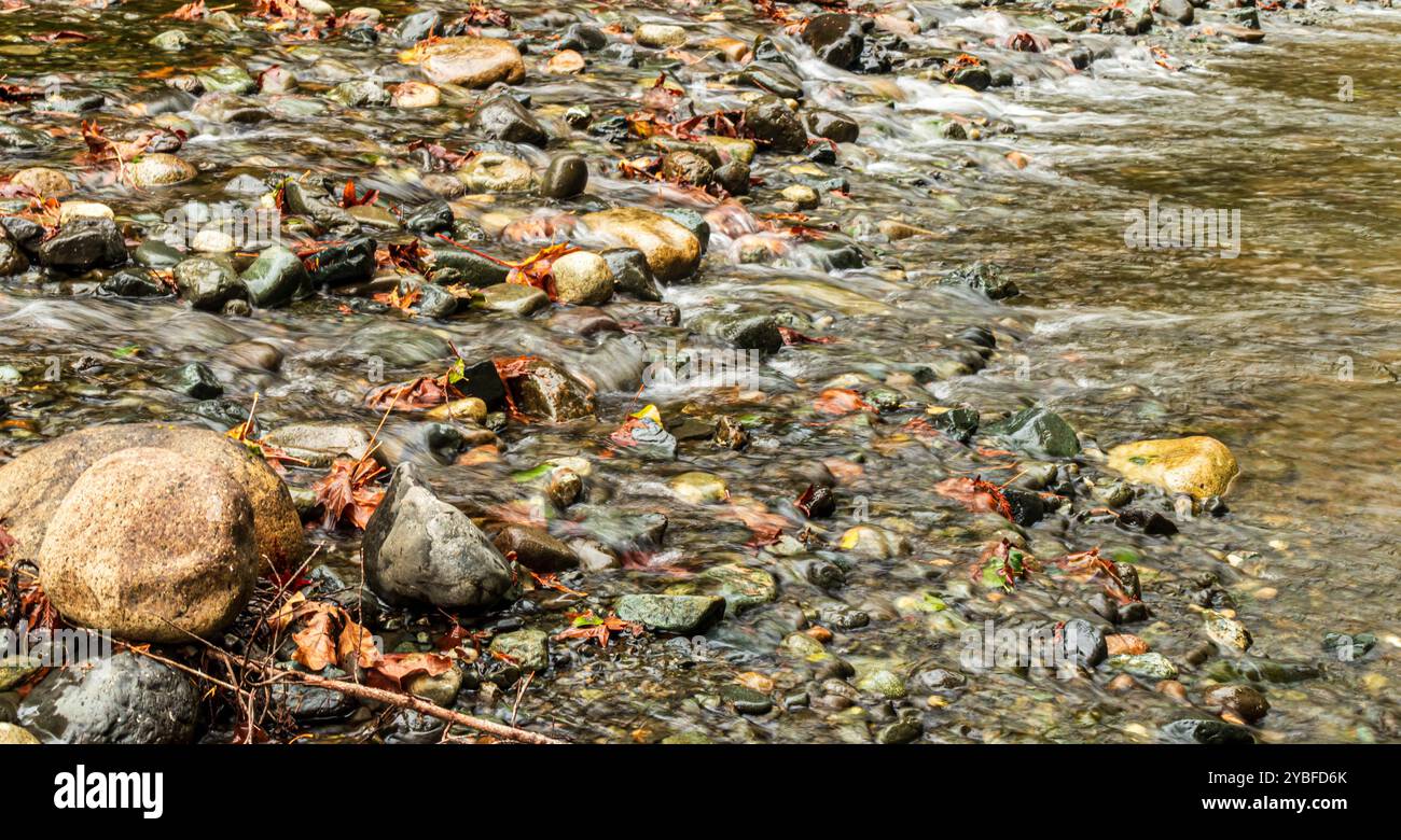Fluss fließt über Felsen und gefallene Ahornblätter. Weiches Wasser, längere Exposition. Stockfoto