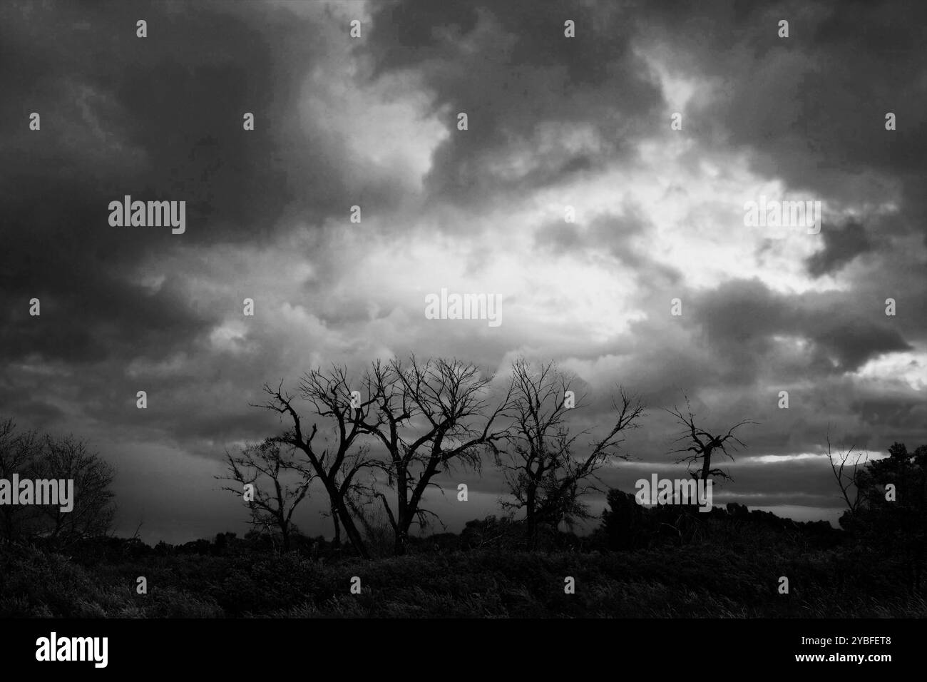 Karge Bäume erheben sich vor einem dramatischen Himmel voller dunkler Wolken, was auf einen drohenden Sturm an einem kühlen Herbstnachmittag in ländlicher Umgebung hindeutet. Stockfoto