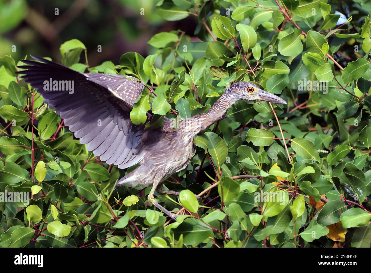 Unreifer gelbgekrönter Nachtreiher (Nyctanassa violacea), der mitten in der Vegetation thront Stockfoto