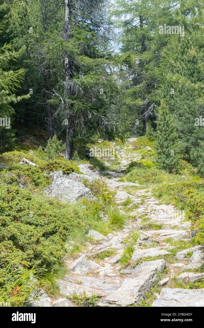 Sonnendurchfluteter Felsweg, der in einen dichten Kiefernwald führt, Region Monte Rosa, Schweiz Stockfoto