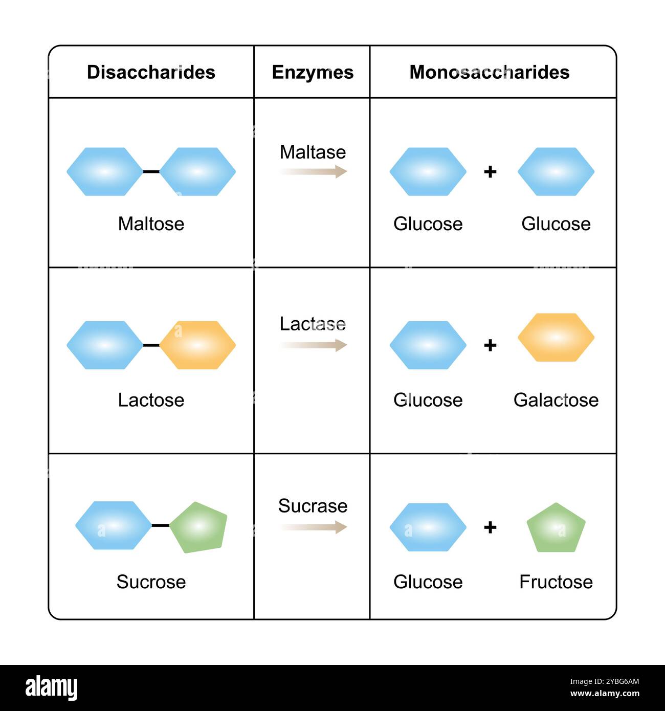 Disaccharide-Verdauung, Illustration. Stockfoto