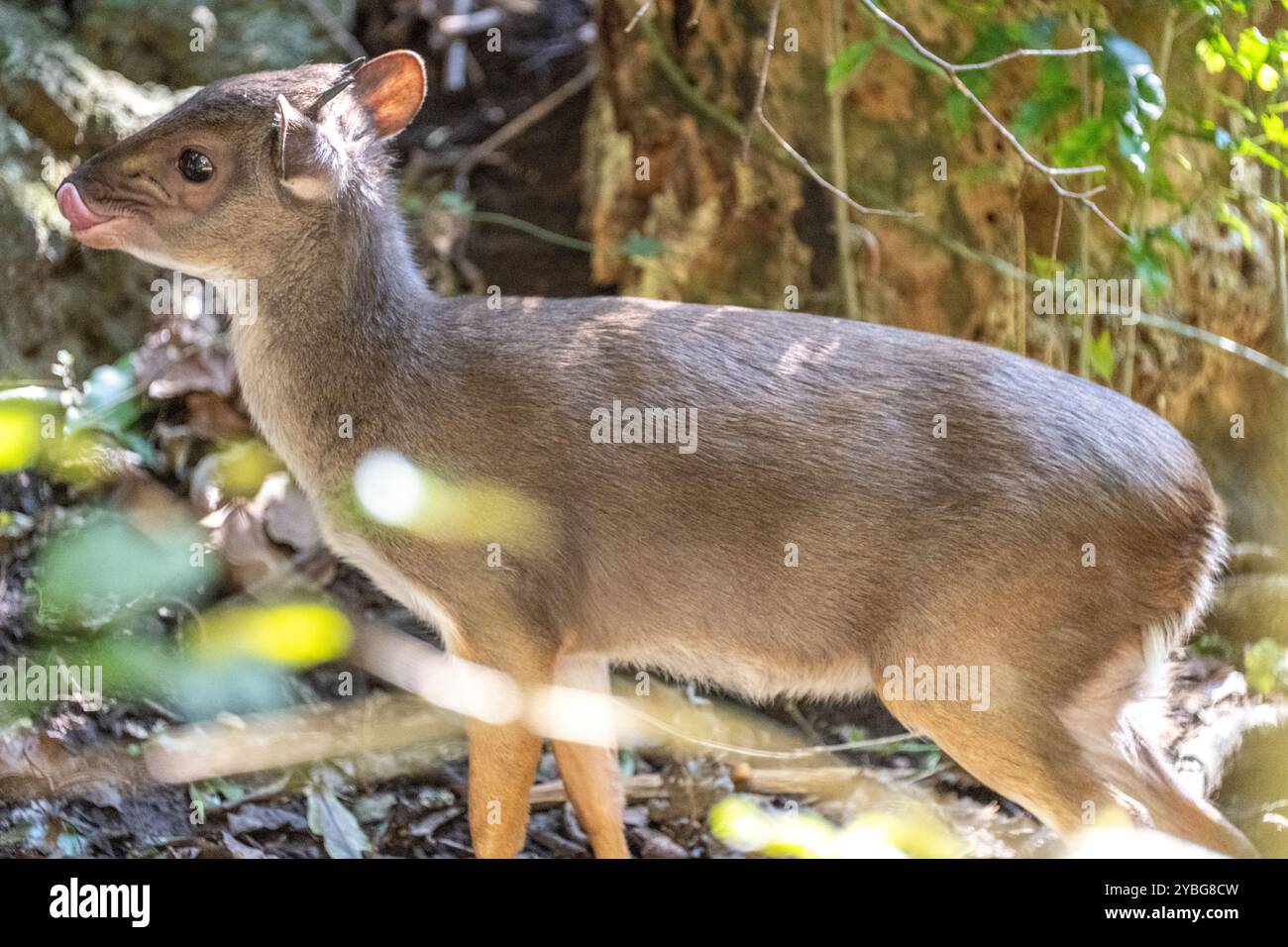 Blue Duiker in der Vogelvoliere Birds of Eden in Südafrika Stockfoto