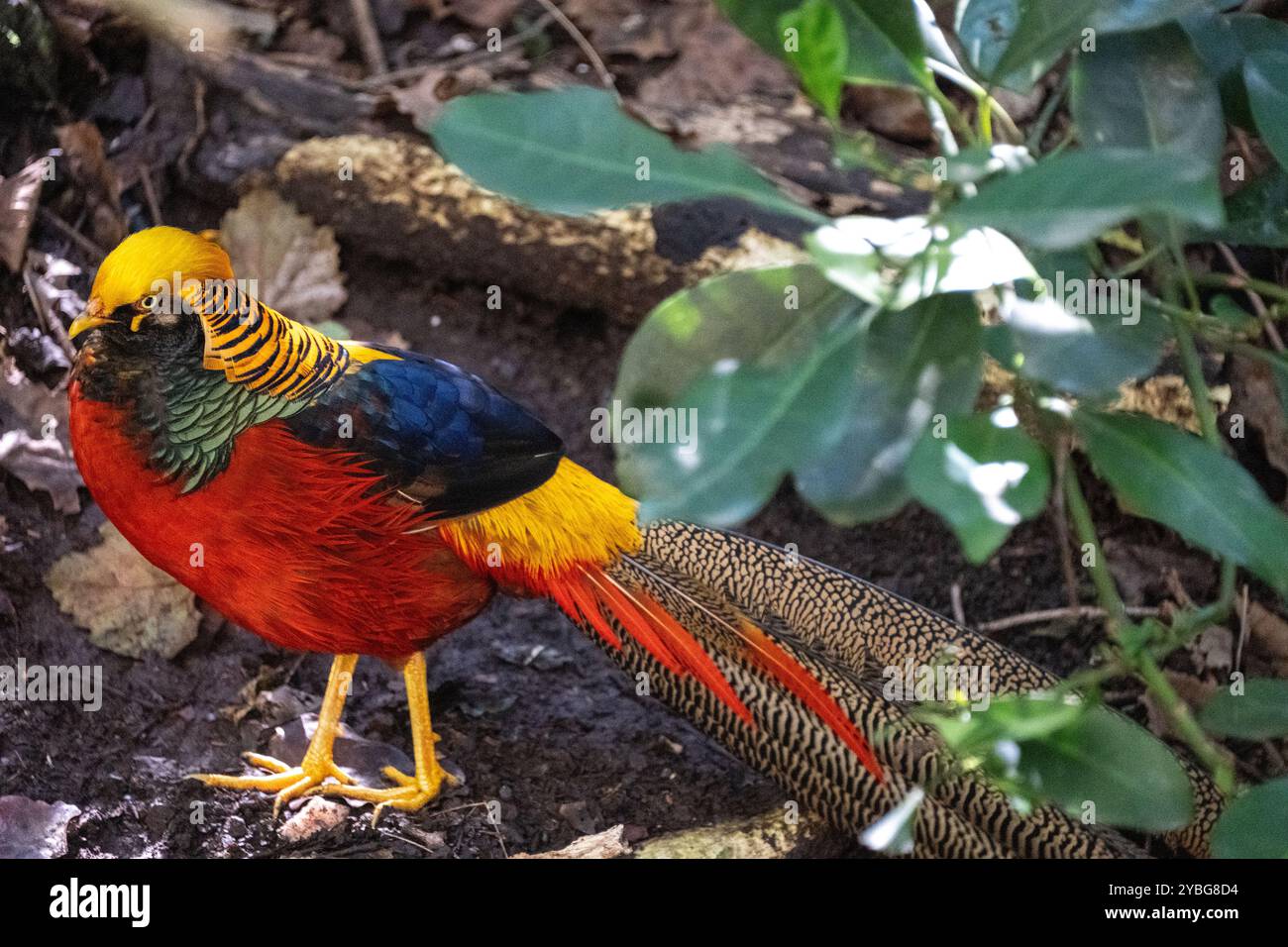 Goldener Fasan in der Vogelvoliere von Eden in Südafrika Stockfoto