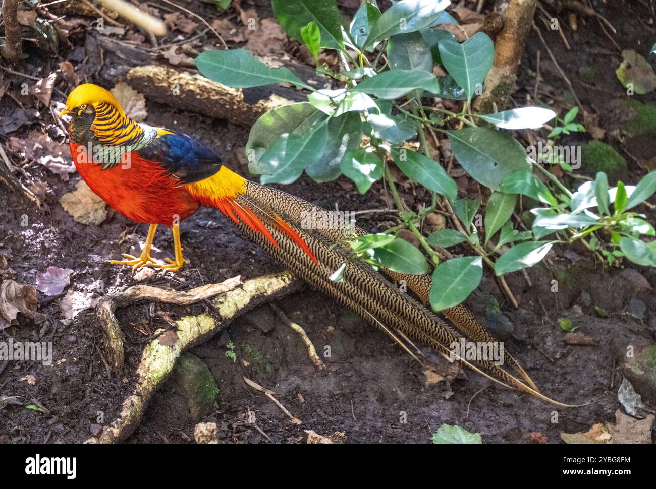 Goldener Fasan in der Vogelvoliere von Eden in Südafrika Stockfoto