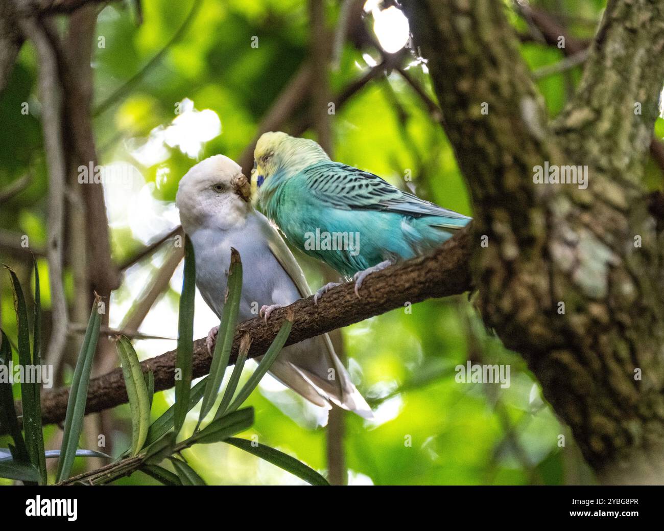 Budgerigar, Budgie Paprot in der Vogelvoliere von Eden in Südafrika, die sich wie Liebesvögel benehmen Stockfoto
